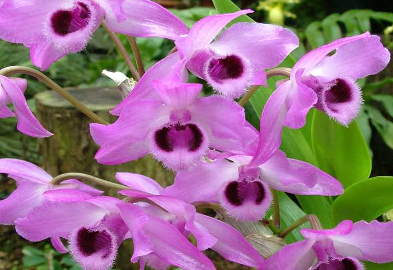 Орхидеях Дендробиум Париша