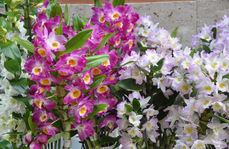 Орхидеях Дендробиум