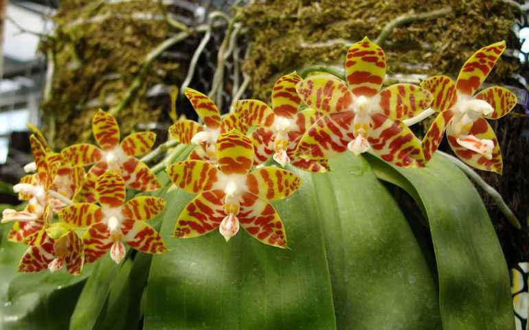 Phalaenopsis-amboinensis