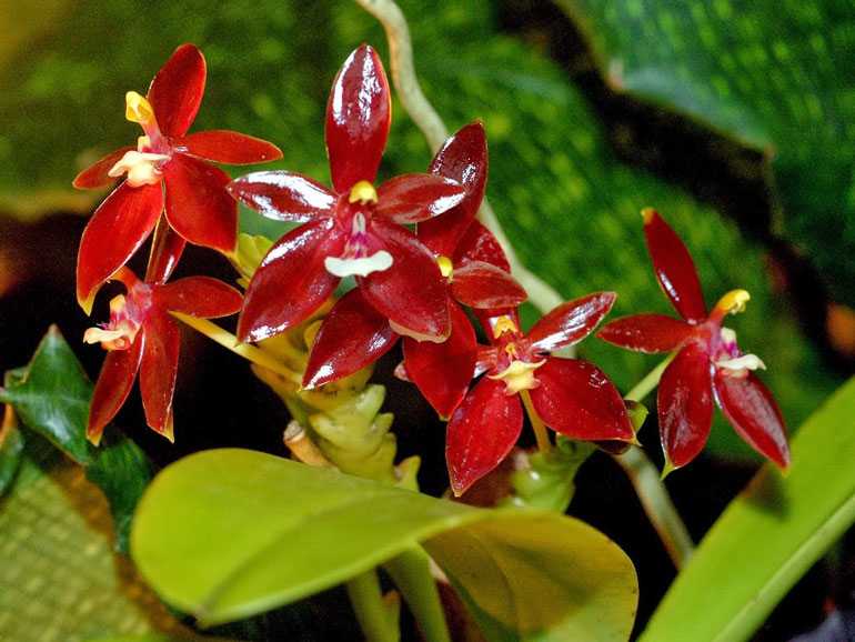 Phalaenopsis-cornu-cervi