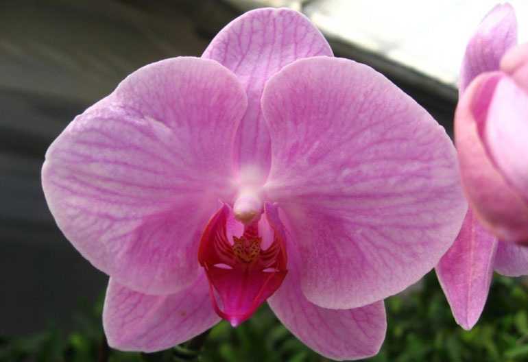 phalaenopsis-doris