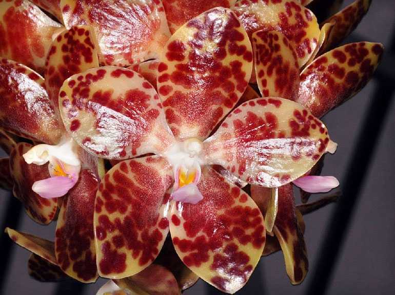Phalaenopsis-gigantea