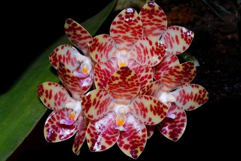 phalaenopsis-gigantea
