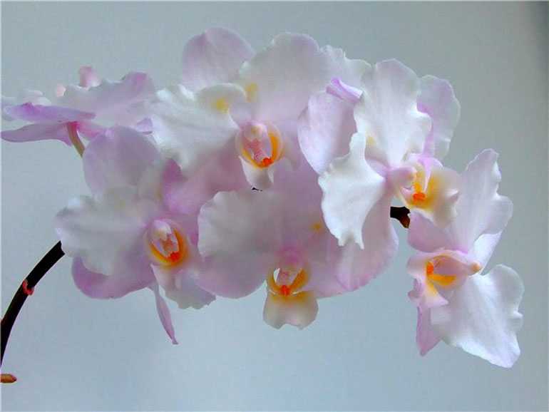 phalaenopsis lius sakura