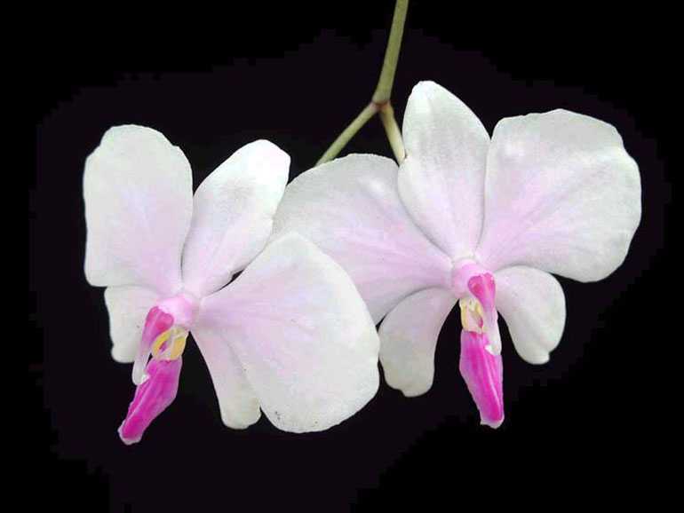 phalaenopsis-lowii