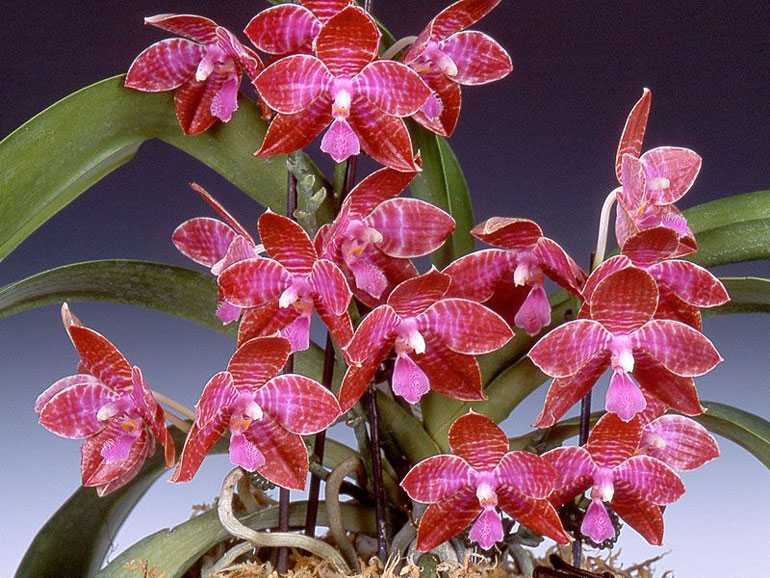 phalaenopsis-lueddemanniana