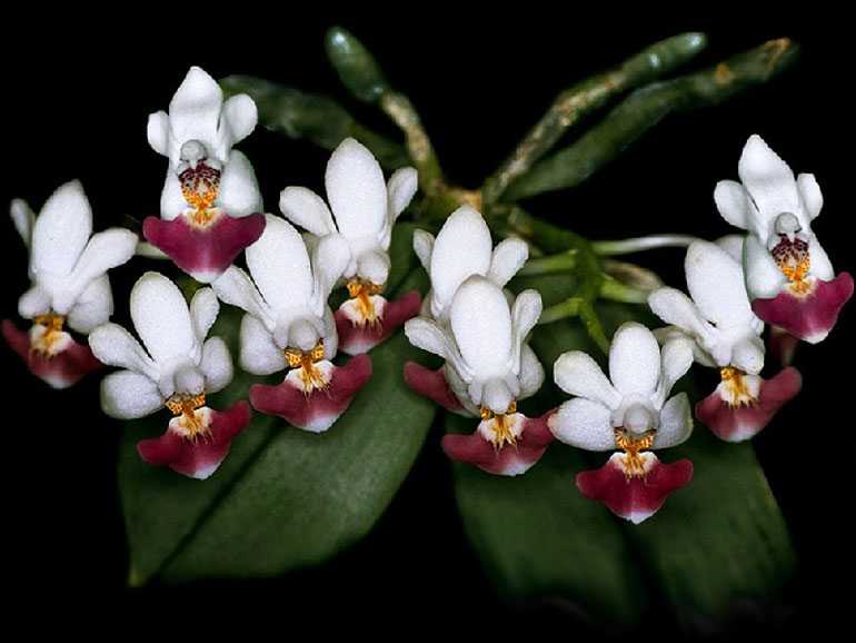 Phalaenopsis-parishii