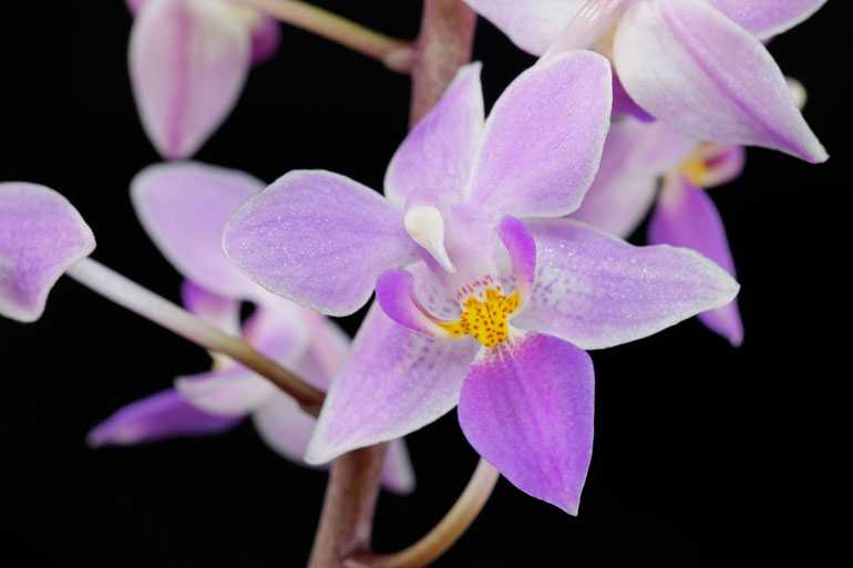 Phalaenopsis-rosea