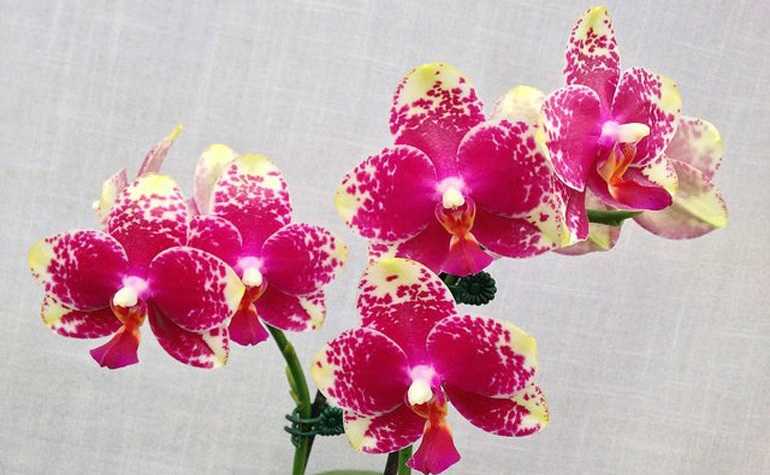 Сого пони орхидея фото