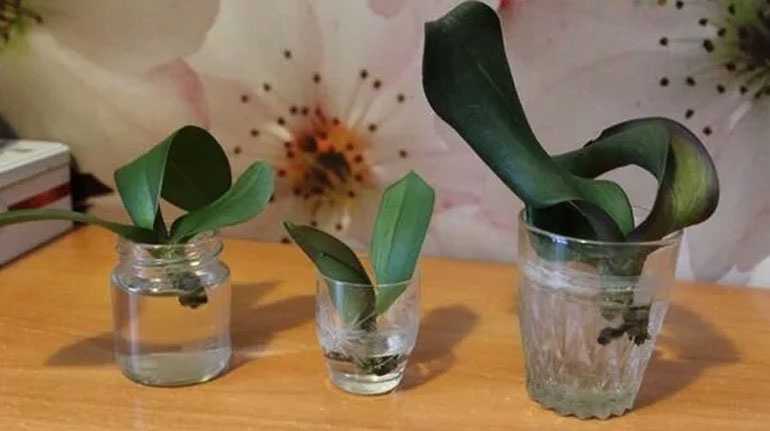 Сколько держать в воде орхидею. Орхидея фаленопсис реанимация. Орхидея фаленопсис сгнили корни.
