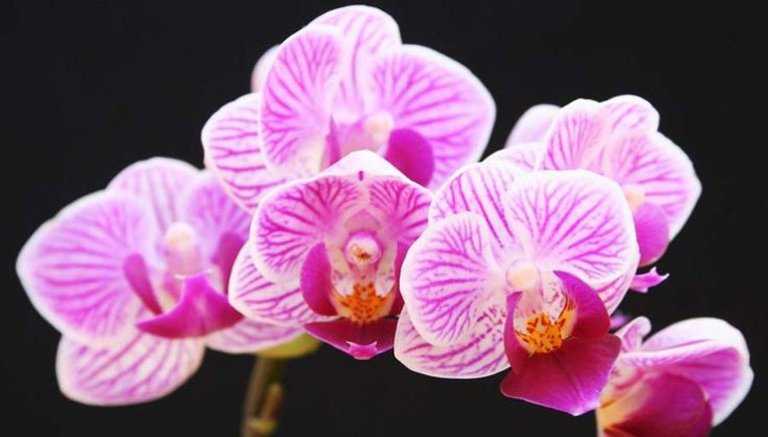 Сого пони орхидея фото