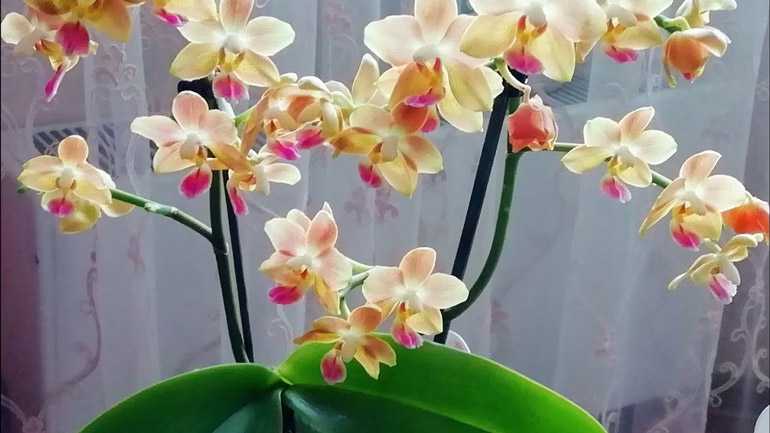 Pěstování orchidejí Phalaenopsis Multiflora doma