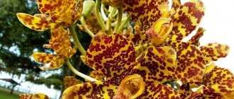 Орхидея Grammatophyllum speciosum