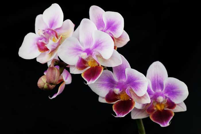 Болезни орхидей: их фото, лечение и профилактика
