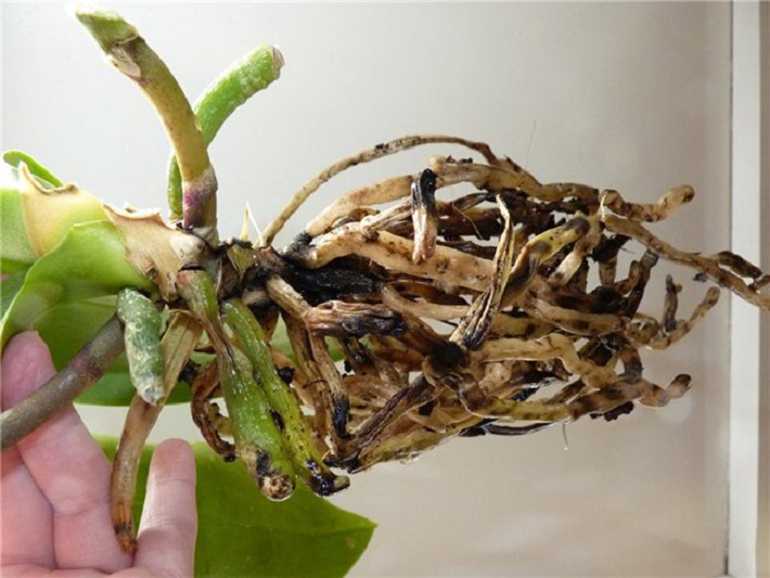 Как реанимировать подсохшую. Здоровые корни орхидеи фаленопсис. Орхидея фаленопсис гнилые корни. Обстригаем корни орхидеи. Гнилые корни у орхидеи.