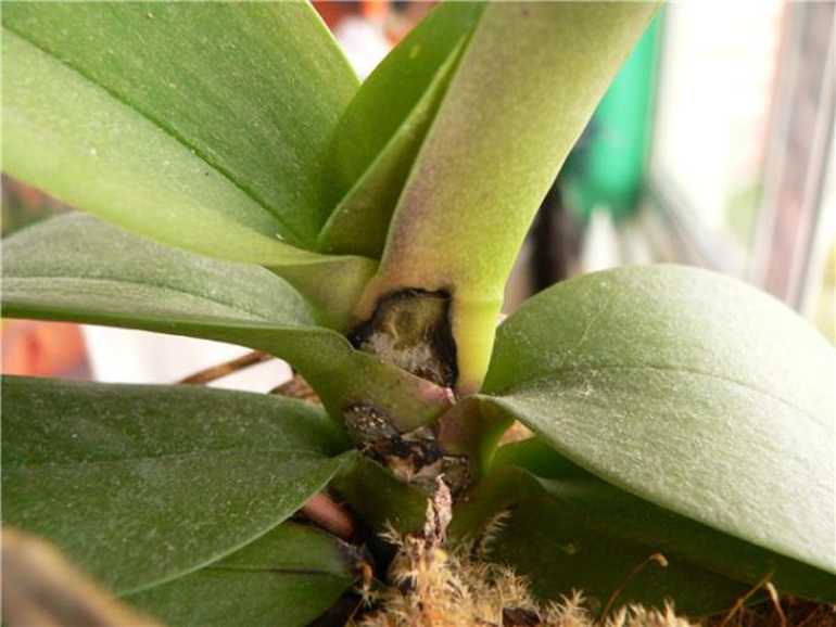 Почему чернеет орхидея. Фузариозная гниль орхидей. Фузариоз орхидей фаленопсис. Гниль орхидей фаленопсис. Серая гниль фаленопсис.