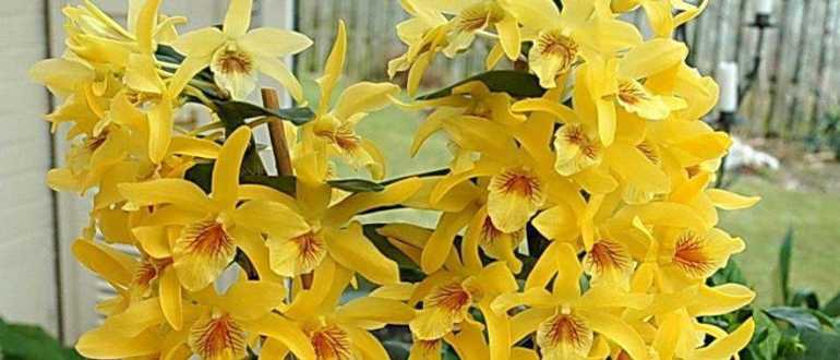 Орхидея дендробиум нобиле отцвела что делать дальше