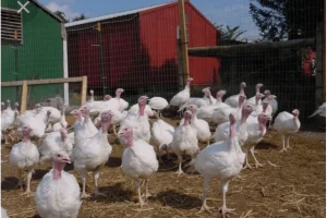 Перспективные бизнес-идеи в развитии птицеводства