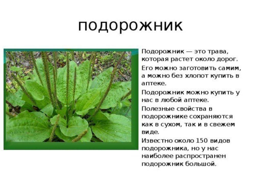Подорожник ланцетолистный