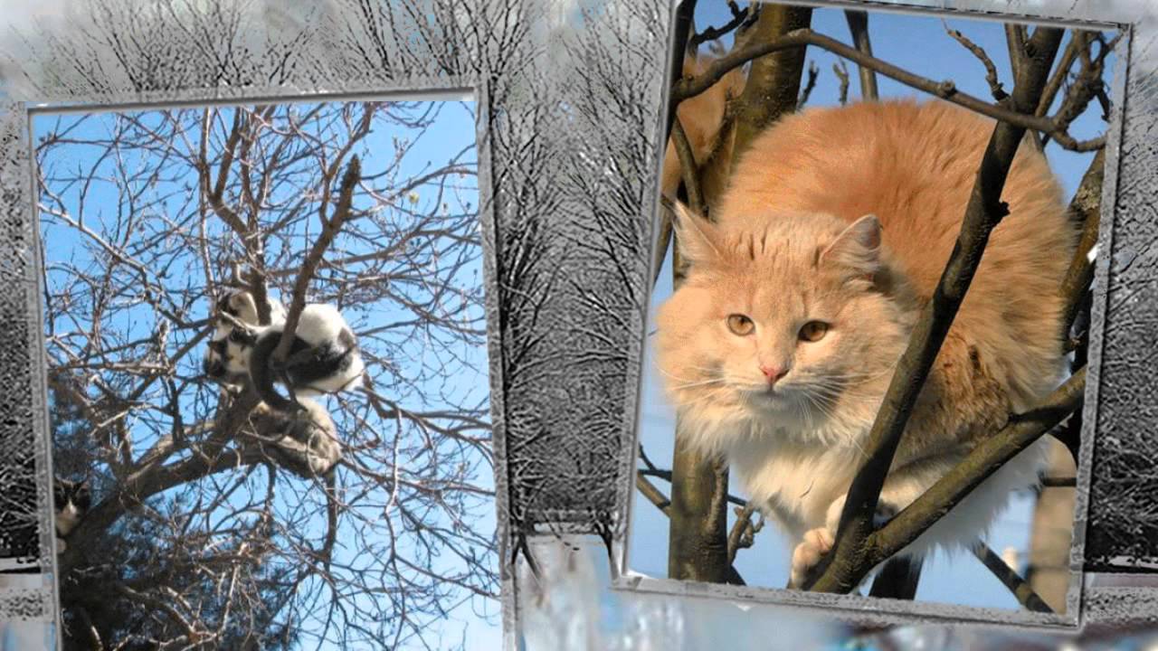 Что значит матерый кот: определение, признаки, поведение