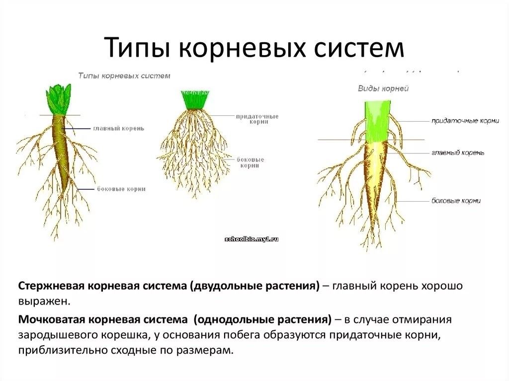 Ботаническая папка - это инструмент, который используют ботаники для сбора и хранения растительных образцов Она представляет собой специальный альбом с