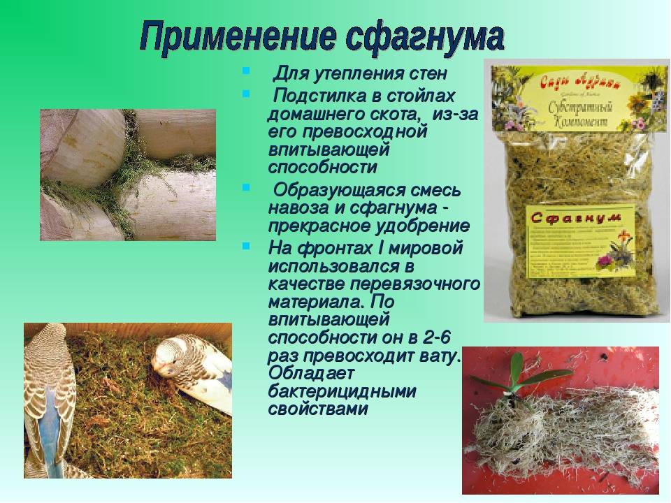 Как ведет себя сфагнум в капле воды: влияние влаги на моховую подушку