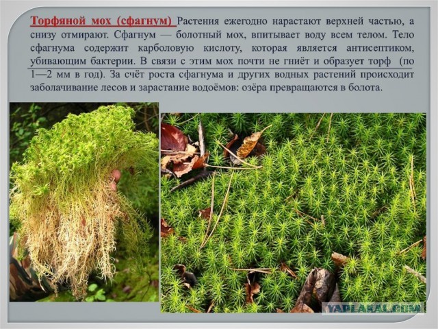 Мох сфагнум: что это такое