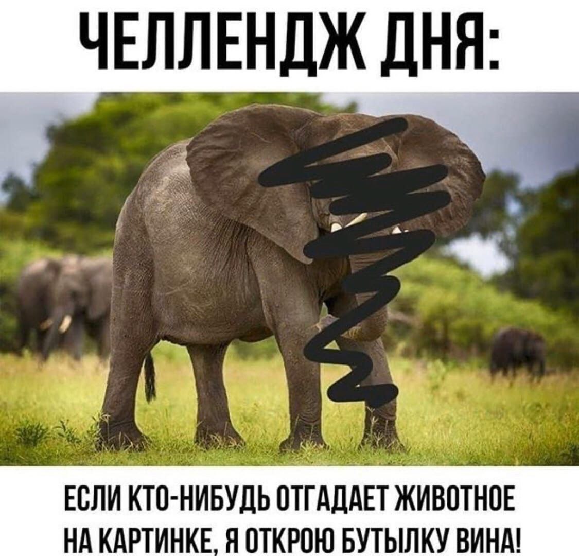 У слонов хорошая память узнайте, миф это или факт
