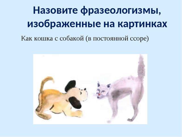 Клуб друзей книг: ах, эти кошки… фразеологизмы о кошках и котах
