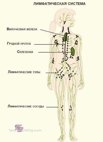 Анатомия