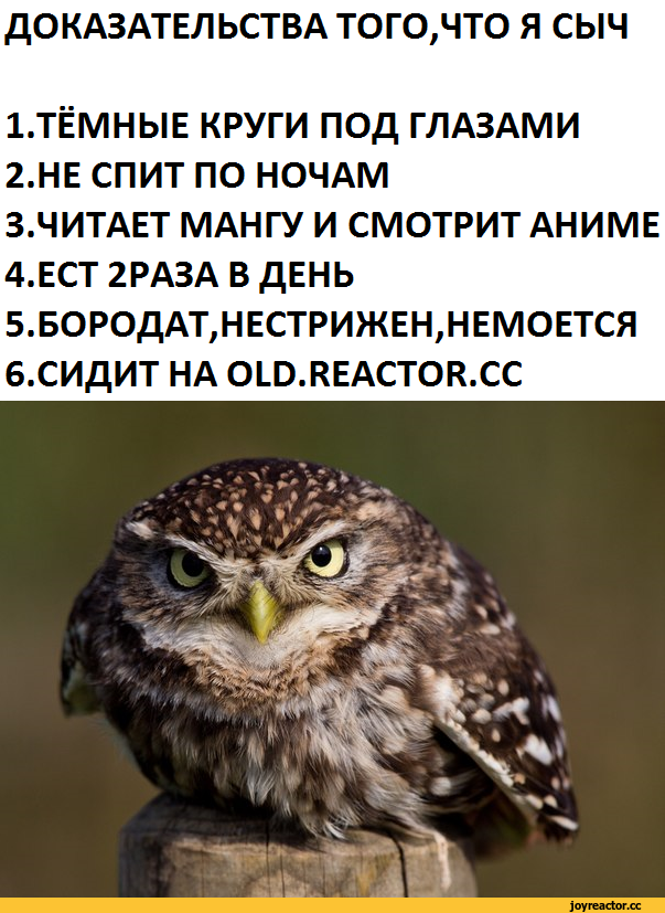 Что означает выражение «сидеть как сыч» и как его понять?