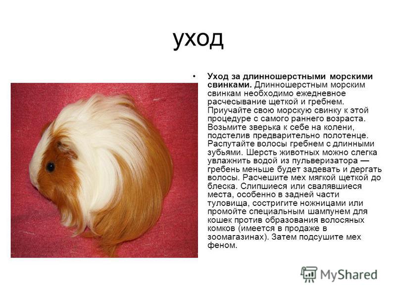 Какие звуки издают морские свинки, их значение и когда следует насторожиться? звуки морских свинок и их значение