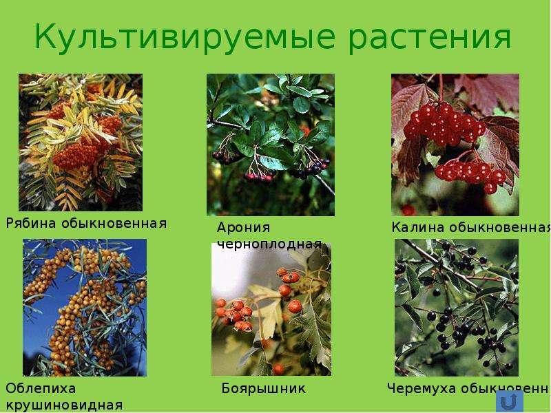 Параграф 33 - естествознание. 11 класс. габриелян о. с. — викирешебник