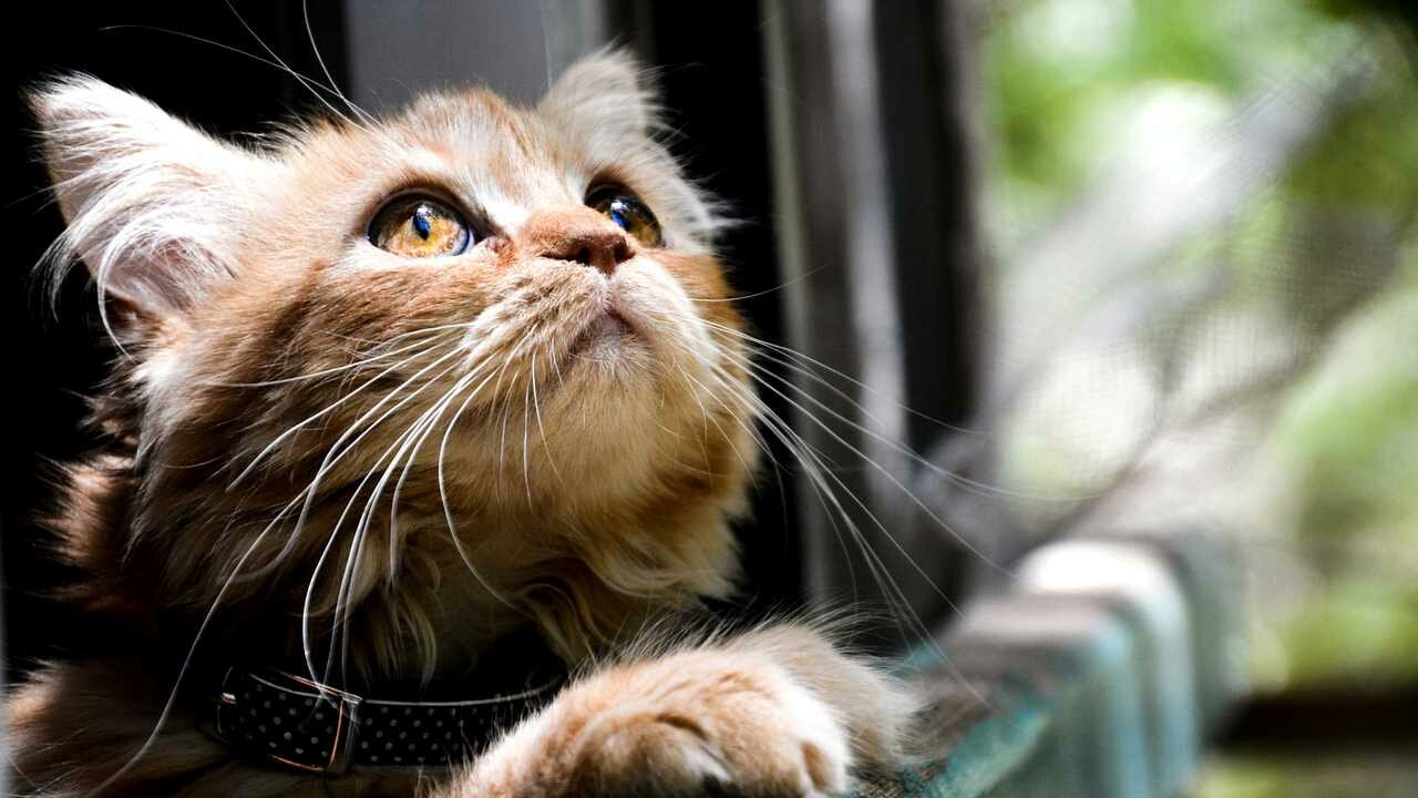 Что значит быть шкодным и как это проявляется