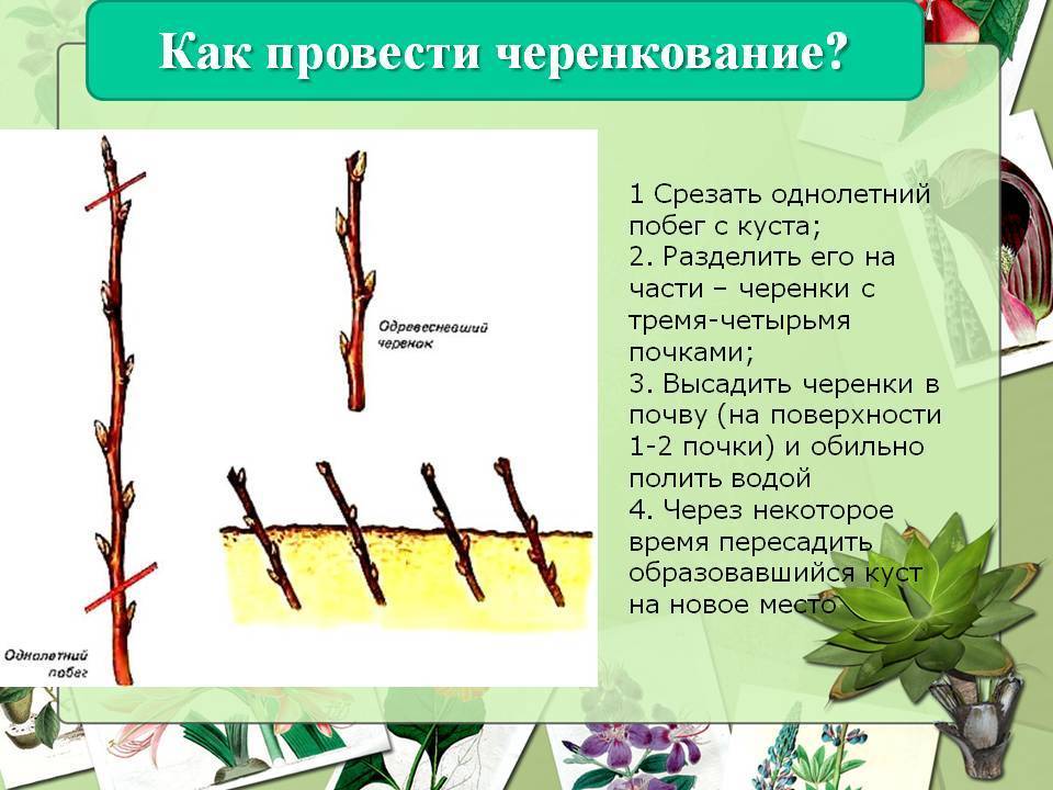 Как правильно нарезать черенки