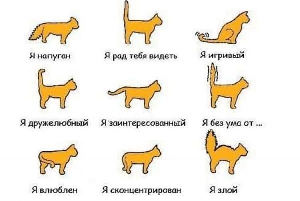 Кошки - загадочные существа, которые порой могут неожиданно менять своё поведение Одно из таких поведенческих моментов - сидение кошки у входной двери