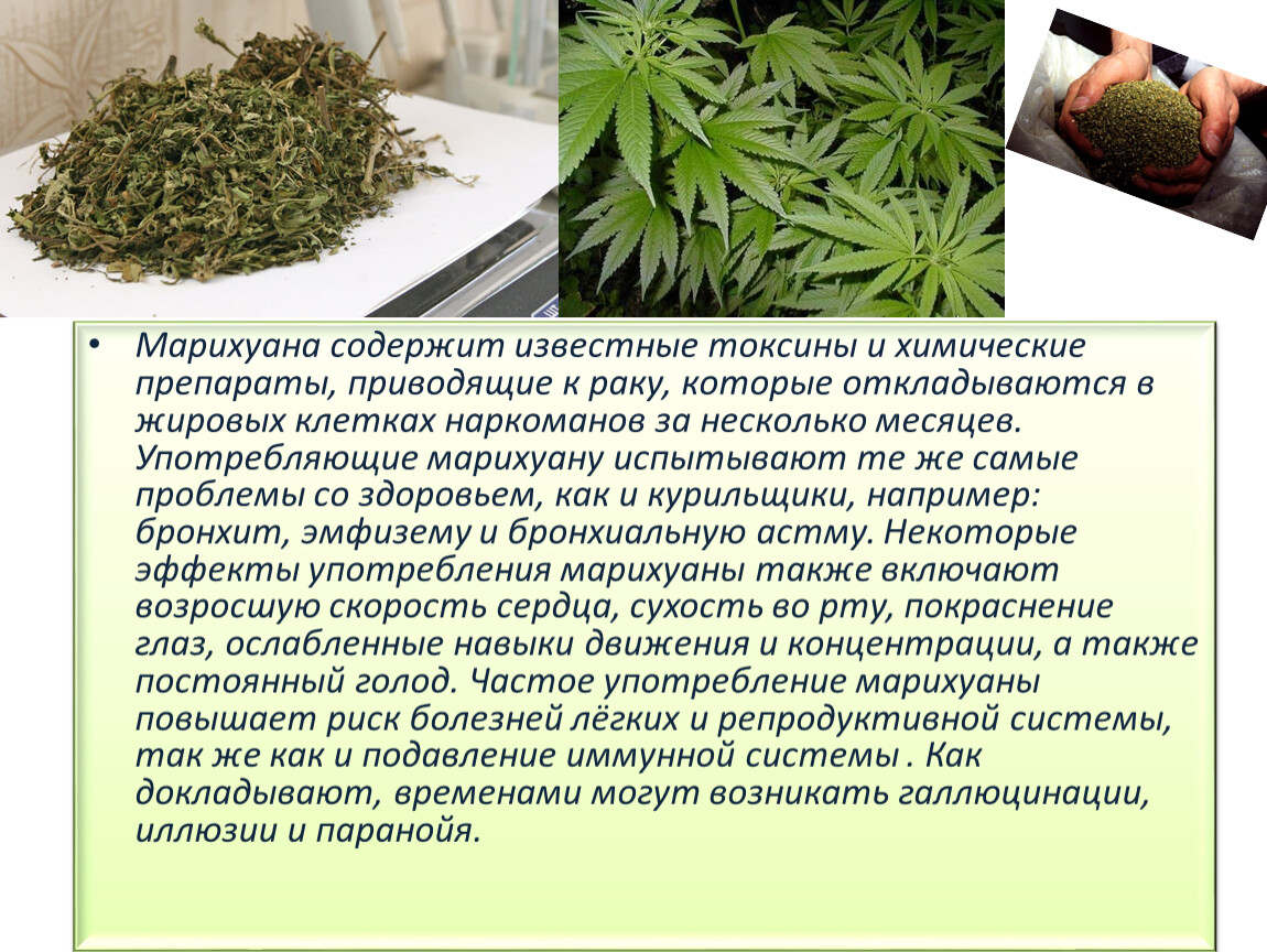 Польза и вред имбиря для здоровья, применение и свойства корня
