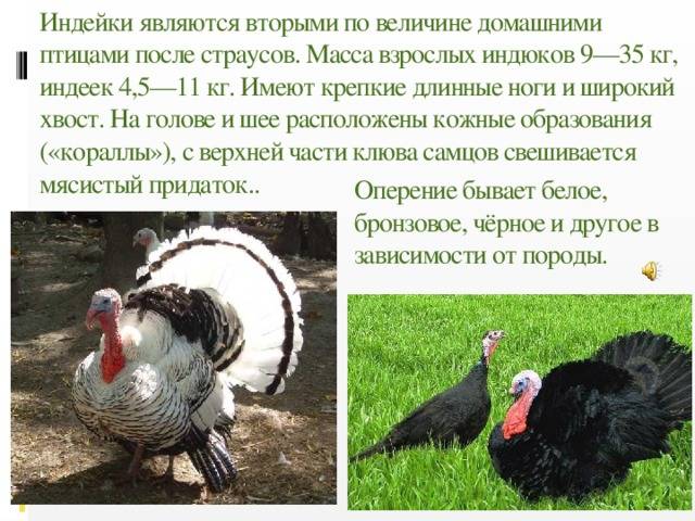 Факты о индюках интересные, удивительные и смешные