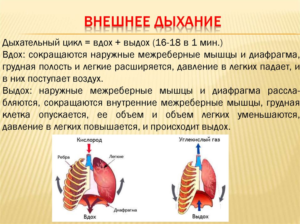 Обзор избыточного производства слизи