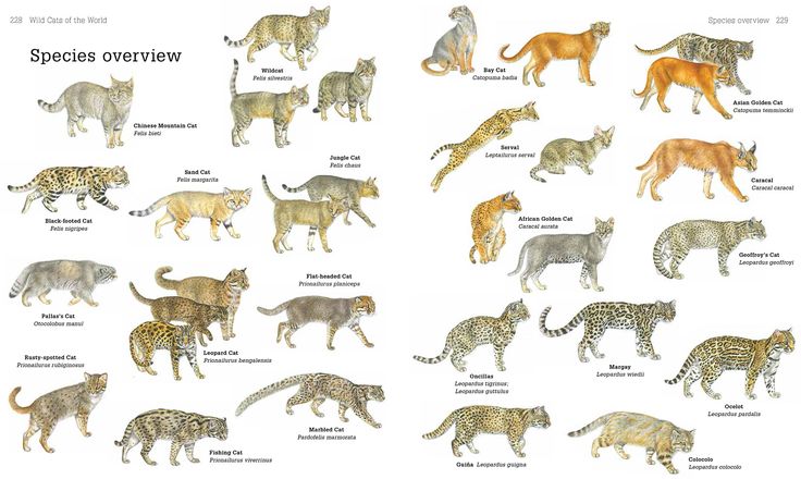 Кошачье хищничество на дикую природу - cat predation on wildlife - dev.abcdef.wiki