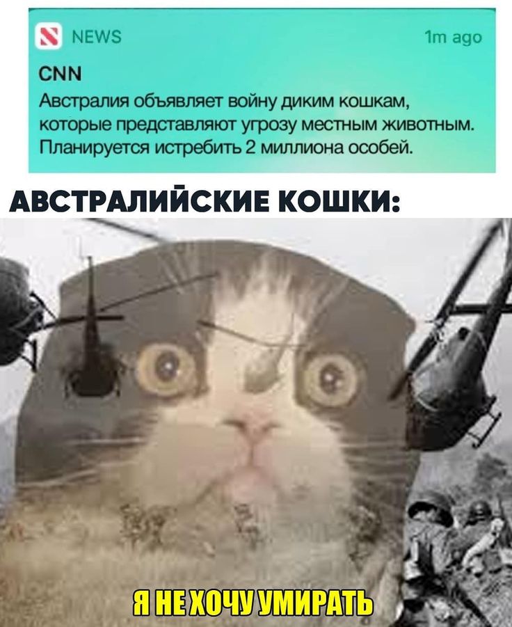 Залутал, гостинг, чушпан, — как меняется сленг в соцсетях | рбк тренды