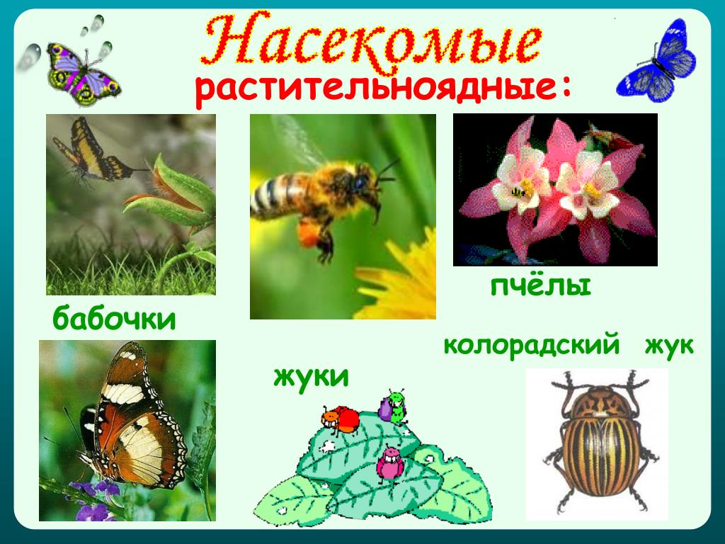 Биология