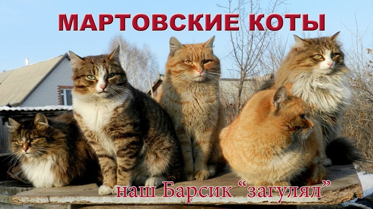 Что нам хочет сказать кот? основные особенности поведения кошек. фото — ботаничка
