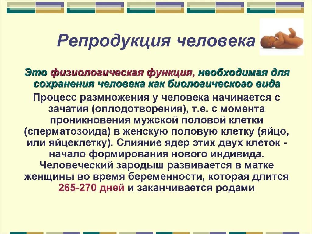 Каково ⭐ биологическое размножение организмов: виды, процессы, особенности размножения