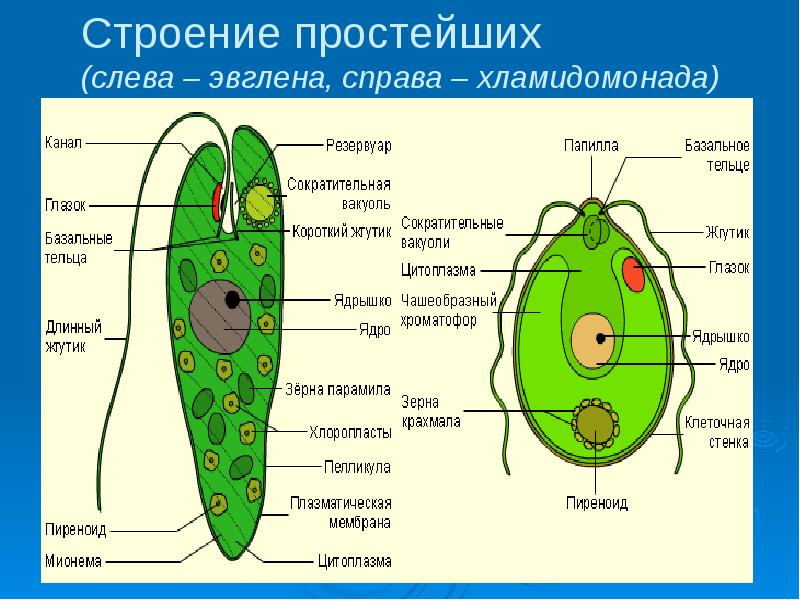 Гомеостаз: особенности, значение, примеры и механизмы регуляции