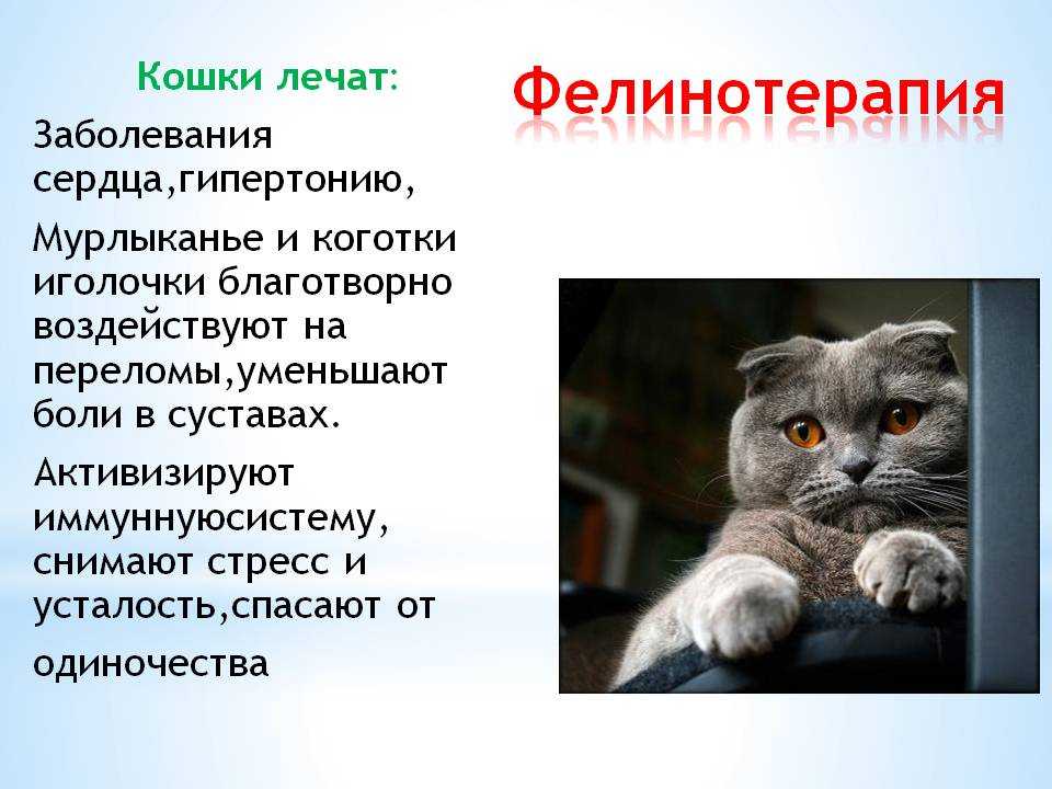 Почему кошка не отходит от владельца: эксперты раскрыли любопытные причины