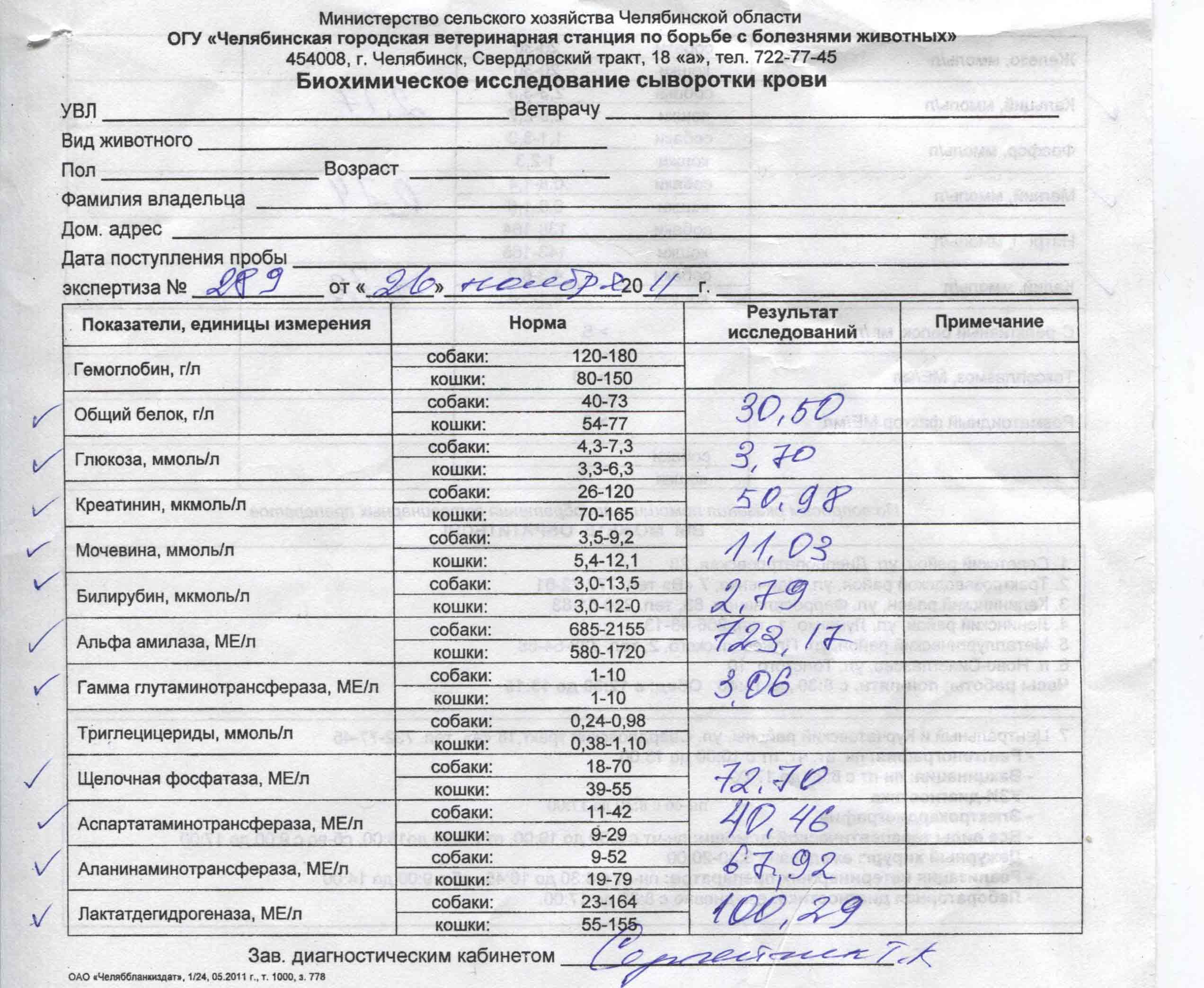 Анализ крови у собак: норма, расшифровка, причины повышения и снижения показателей - zoosecrets