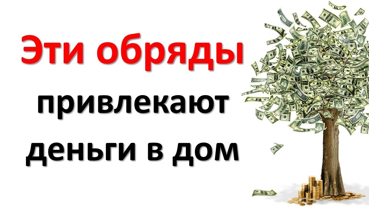 Золотая кошка: описание, характер, среда обитания и образ жизни, фото