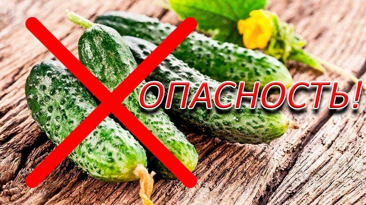 Огурец-удалец: идеальное сочетание вкуса и пользы