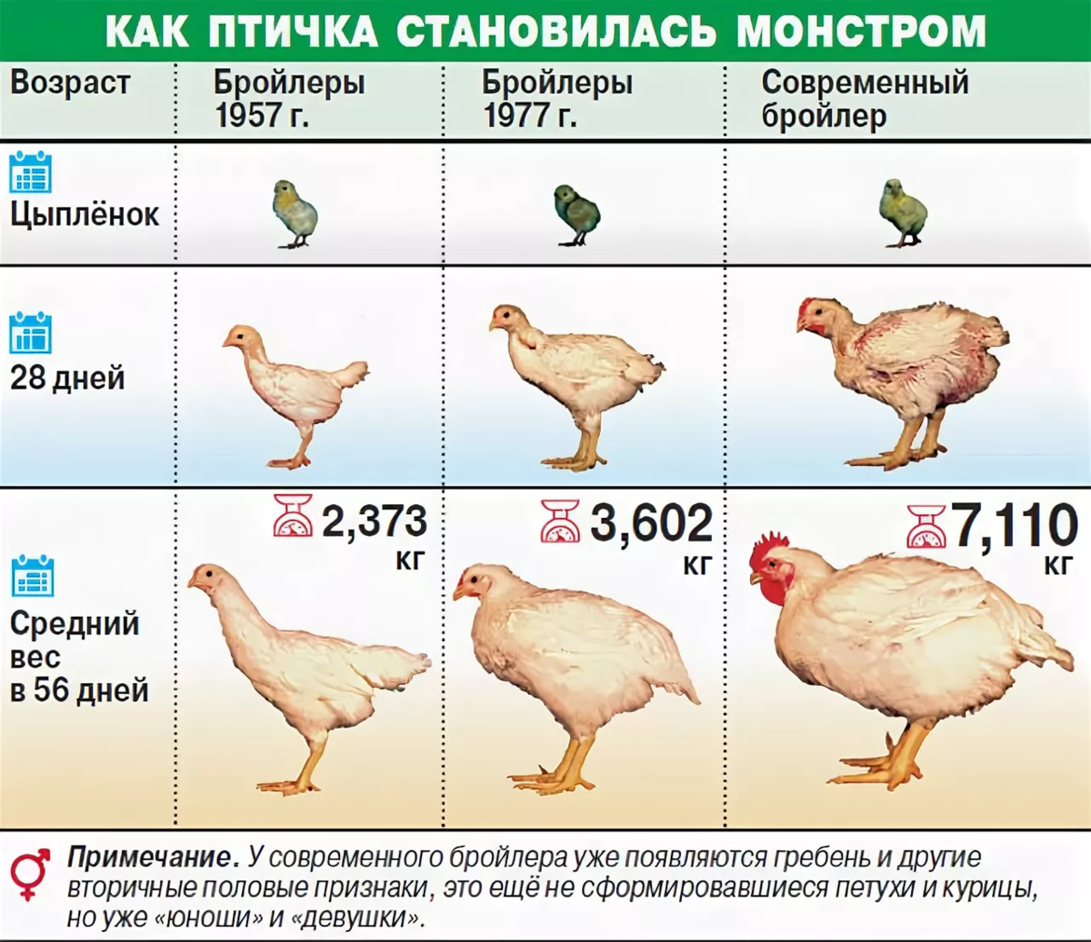 Домашняя индейка